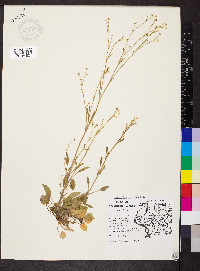 Ranunculus pusillus image