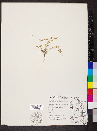 Ranunculus pusillus image
