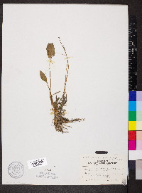 Ranunculus pusillus image