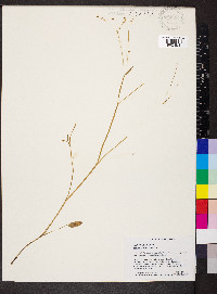 Ranunculus pusillus image