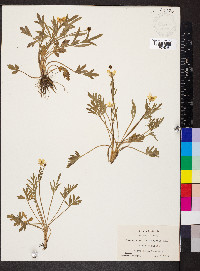 Ranunculus fascicularis image
