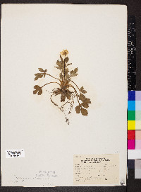 Ranunculus fascicularis image