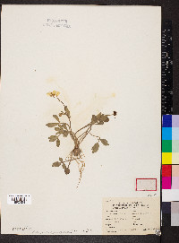 Ranunculus fascicularis image