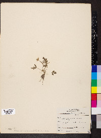 Ranunculus fascicularis image