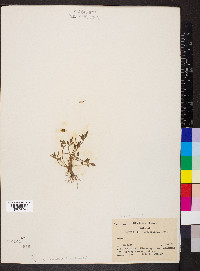 Ranunculus fascicularis image