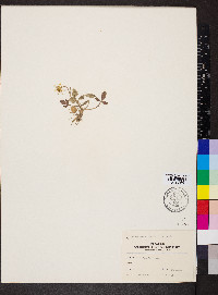 Ranunculus fascicularis image