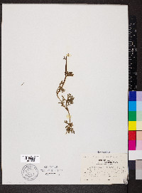 Ranunculus flabellaris image