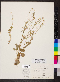 Ranunculus harveyi image