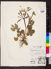 Ranunculus micranthus image