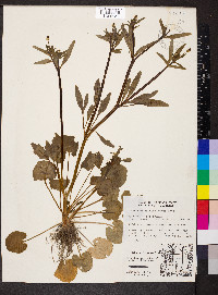 Ranunculus micranthus image