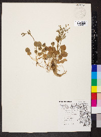 Ranunculus micranthus image