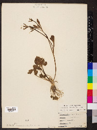 Ranunculus micranthus image