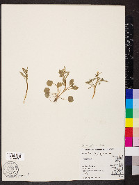 Ranunculus micranthus image