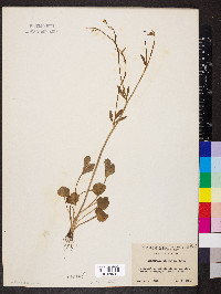 Ranunculus micranthus image