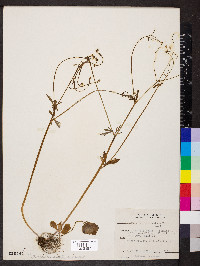 Ranunculus micranthus image