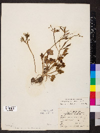 Ranunculus micranthus image