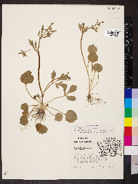 Ranunculus micranthus image