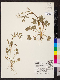 Ranunculus micranthus image