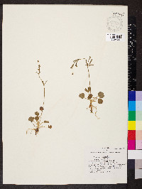 Ranunculus micranthus image