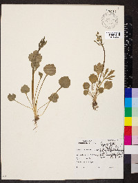 Ranunculus micranthus image