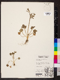 Ranunculus micranthus image