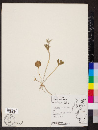 Ranunculus micranthus image