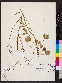 Ranunculus micranthus image