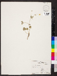 Ranunculus sardous image