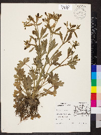 Ranunculus sceleratus image