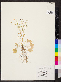 Ranunculus sceleratus image