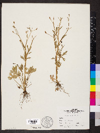 Ranunculus sceleratus image