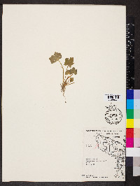 Ranunculus sceleratus image