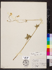 Ranunculus acris image