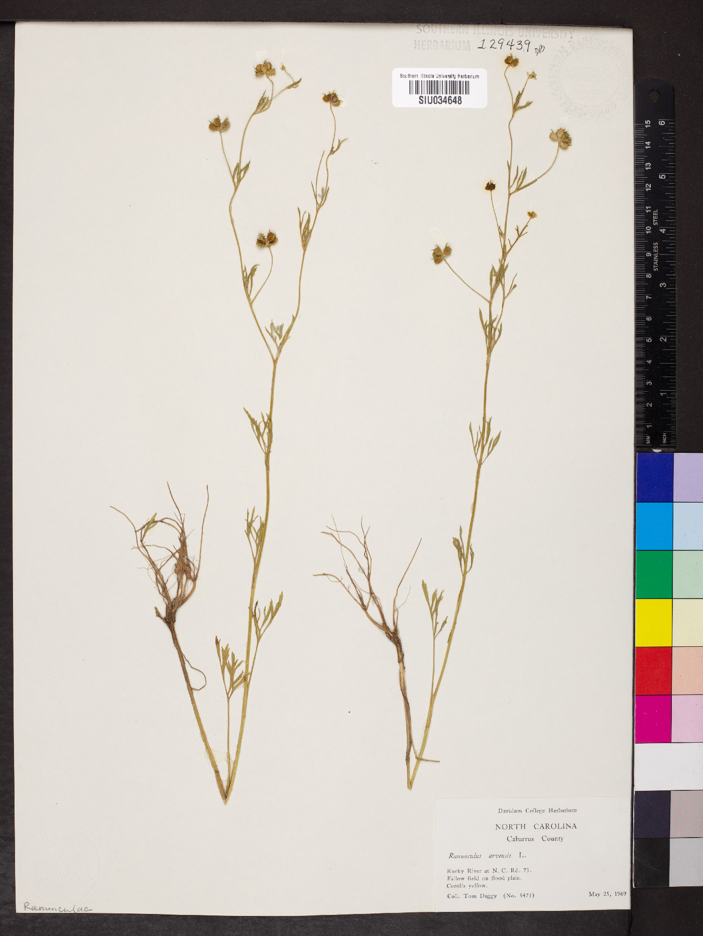 Ranunculus arvensis image