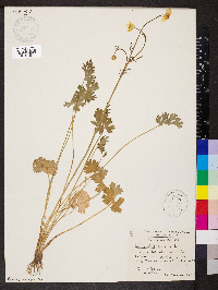 Ranunculus bulbosus image