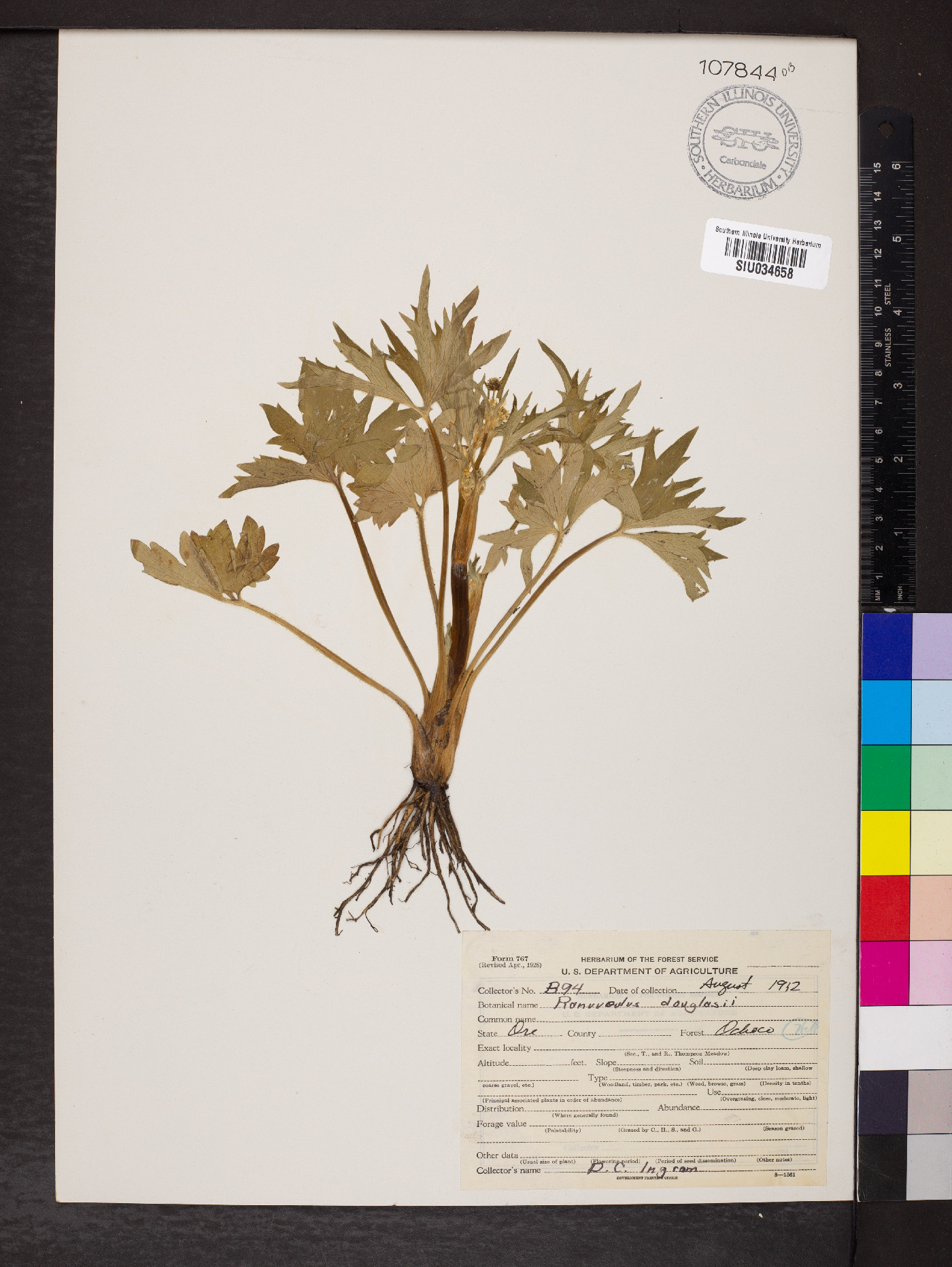 Ranunculus douglasii image