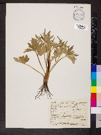 Image Associated With the Occurence
