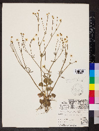 Ranunculus harveyi image