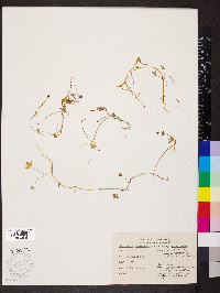 Ranunculus hyperboreus image