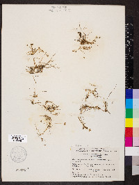 Ranunculus hyperboreus image