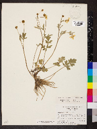 Ranunculus fascicularis image