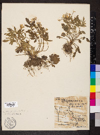 Ranunculus fascicularis image