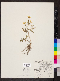 Ranunculus fascicularis image