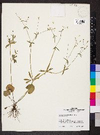 Ranunculus micranthus image
