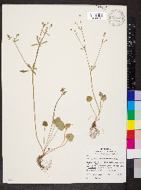Ranunculus micranthus image