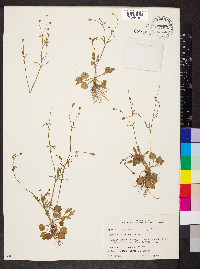 Ranunculus micranthus image