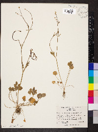 Ranunculus micranthus image