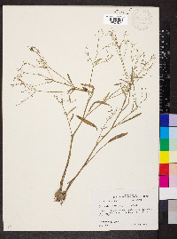 Ranunculus laxicaulis image