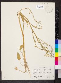 Ranunculus laxicaulis image