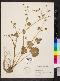 Ranunculus muricatus image
